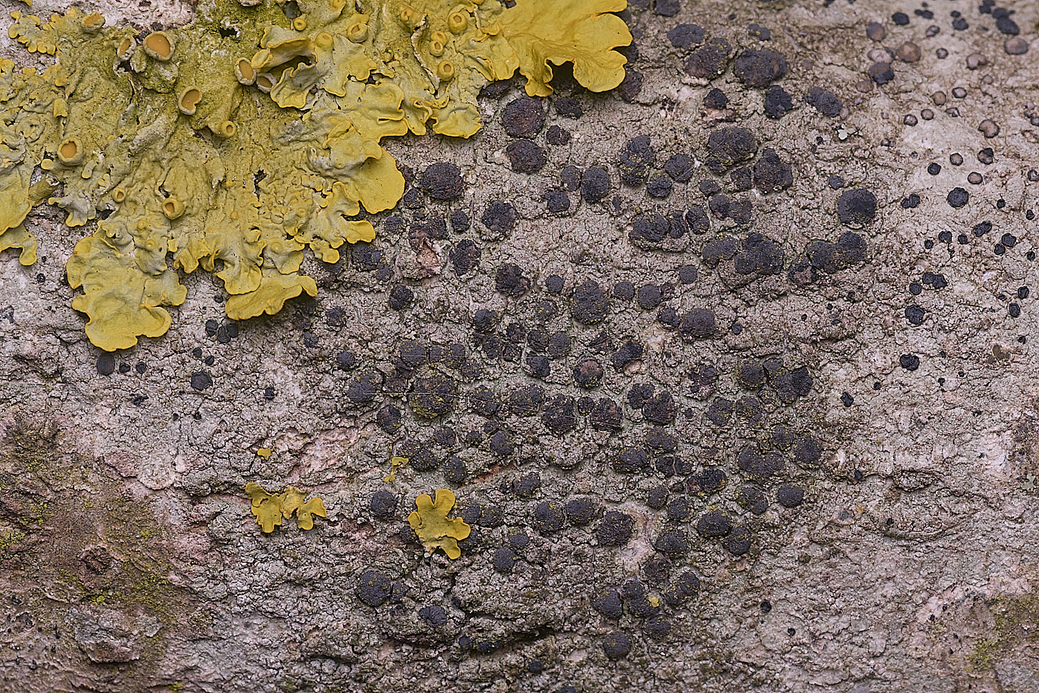 SalthouseHeathLichen4310326-1