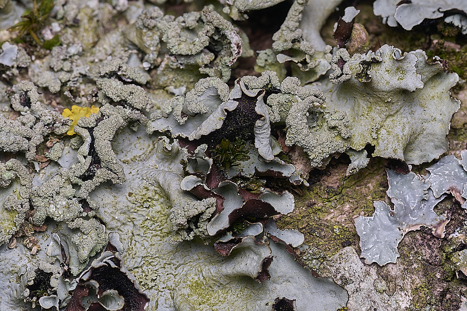 SalthouseHeathLichen5310326-2