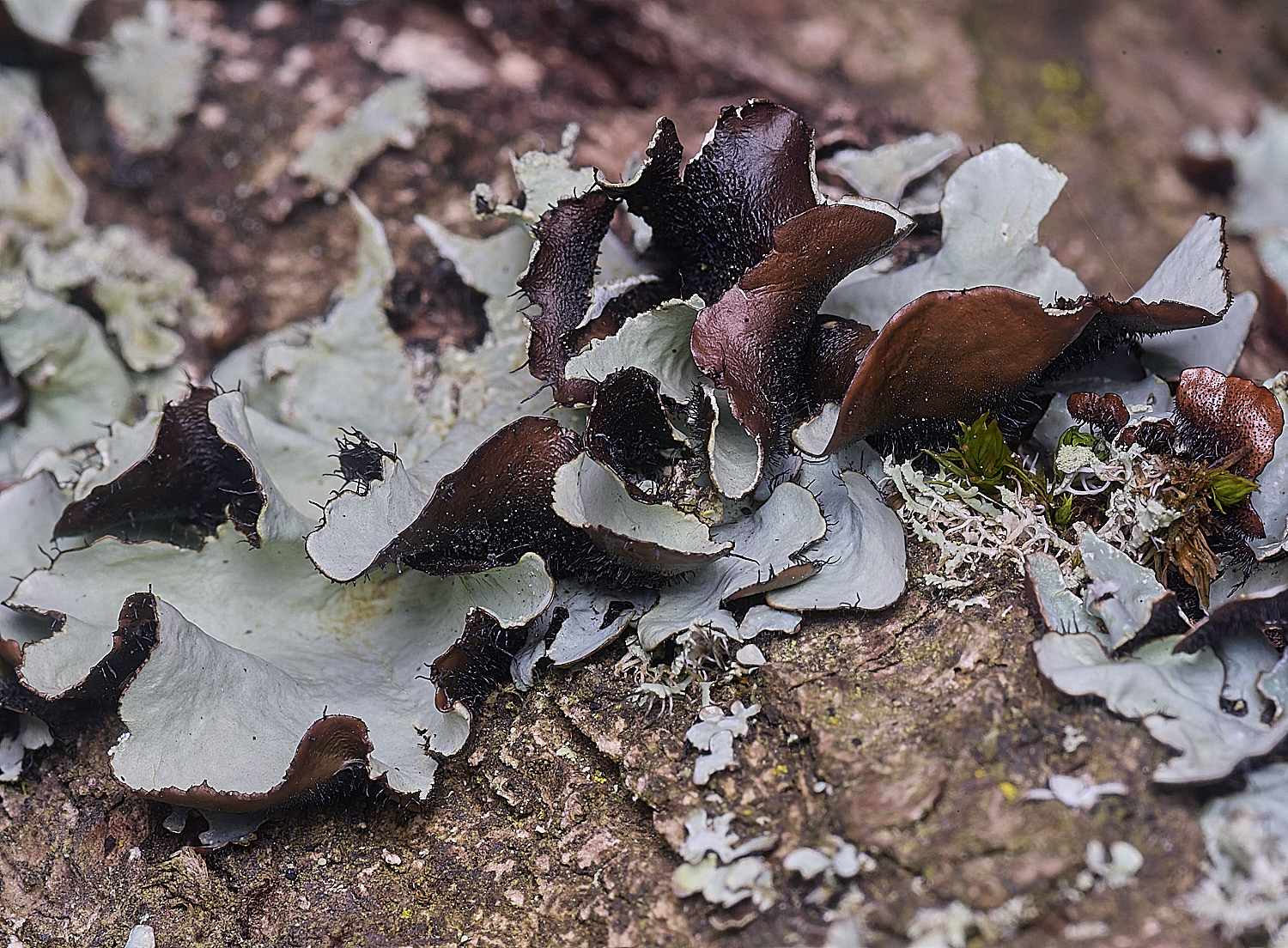 SalthouseHeathLichen6310326-2