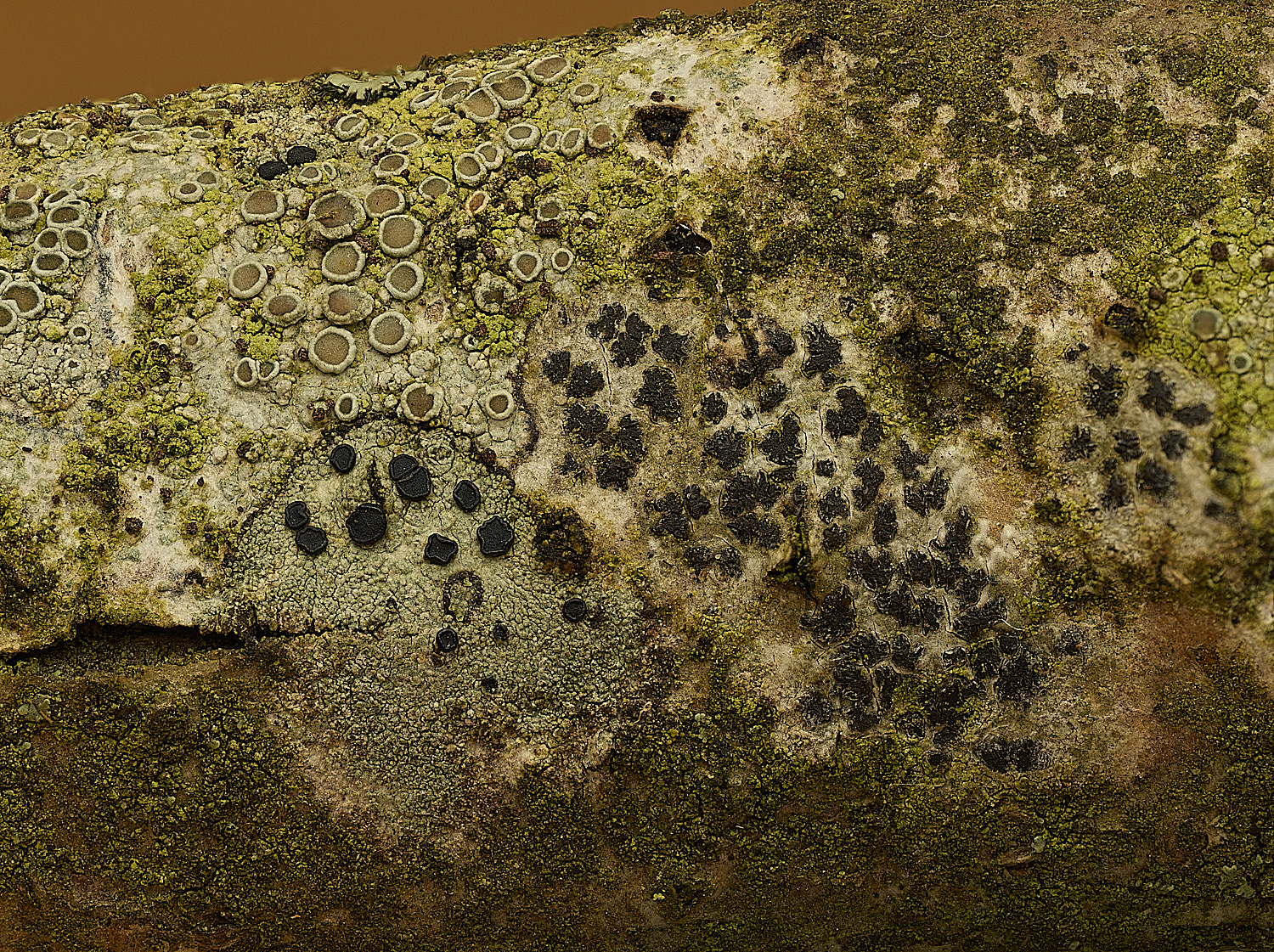 SalthouseHeathLichenMedley1310326-1