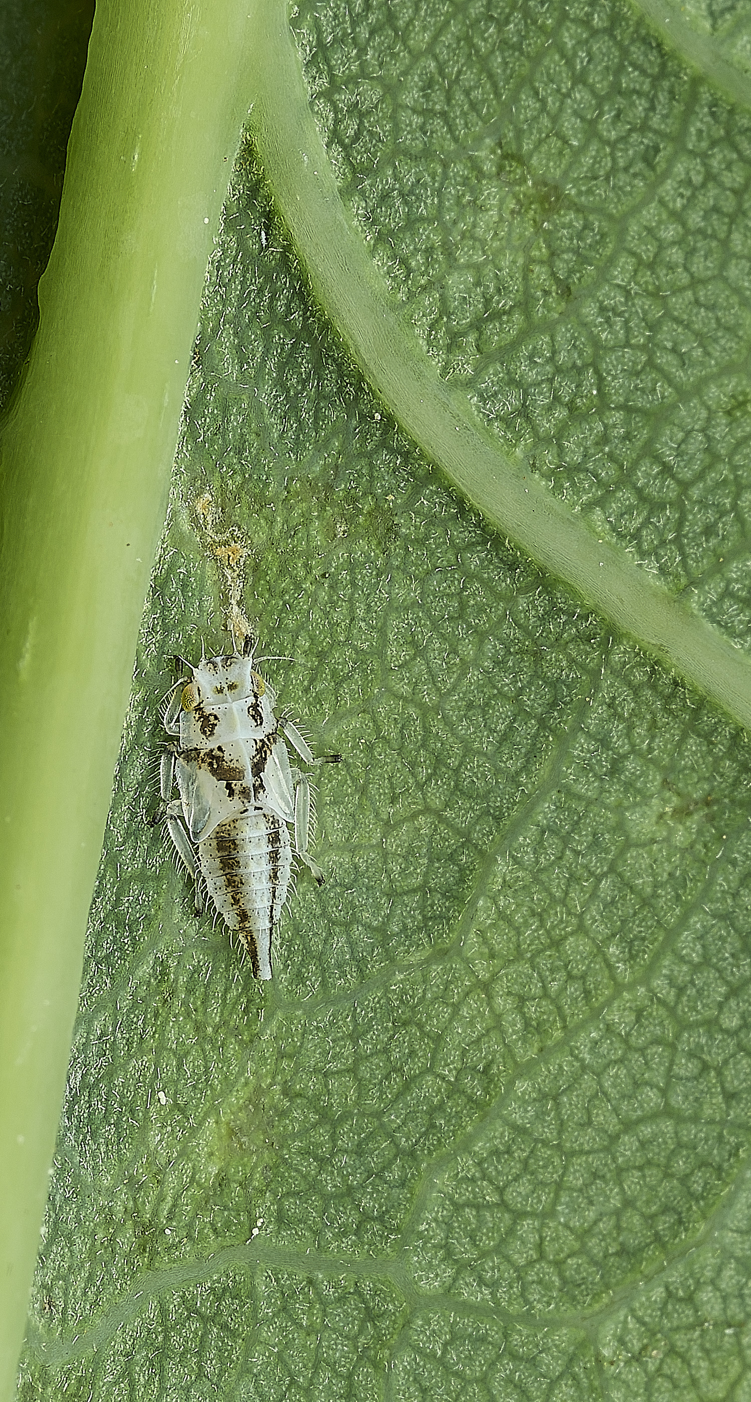 SalthouseHeathNymph270526-1