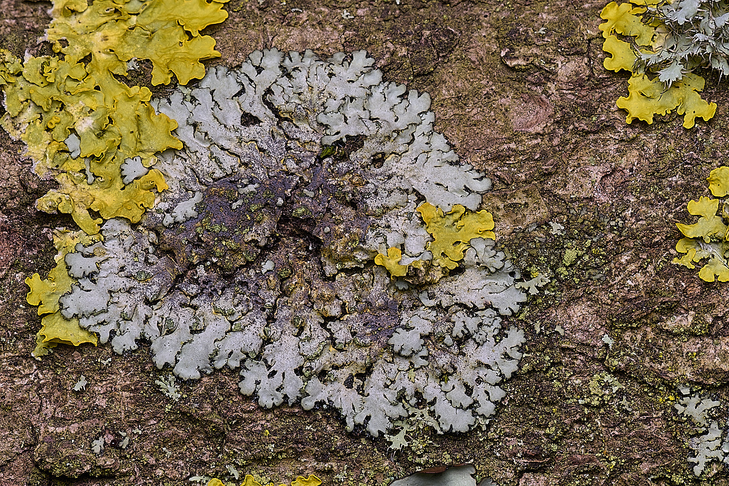 SalthouseHeathPhaeiphysciaorbuclaris310326-2