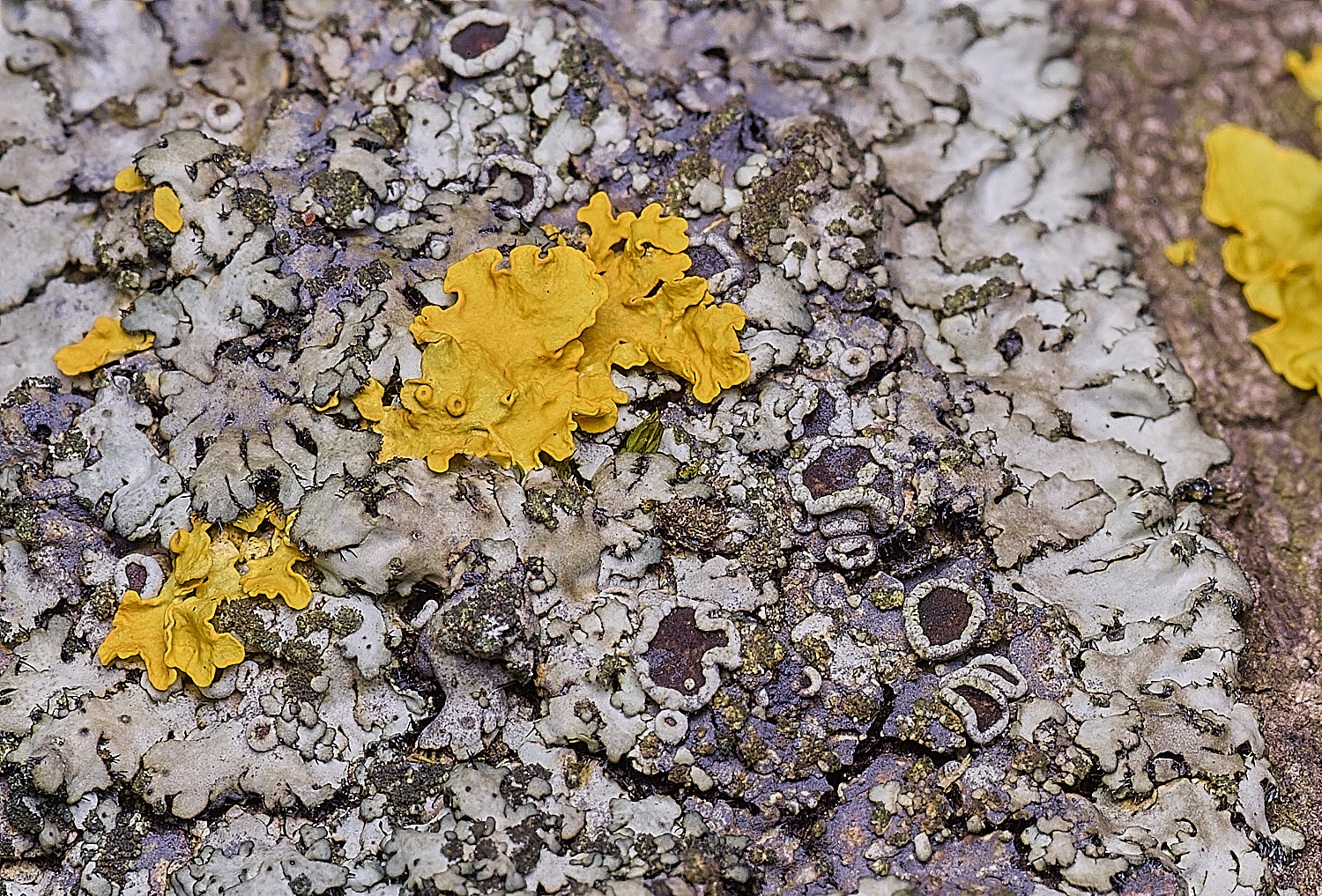 SalthouseHeathPhaeiphysciaorbuclaris310326-3