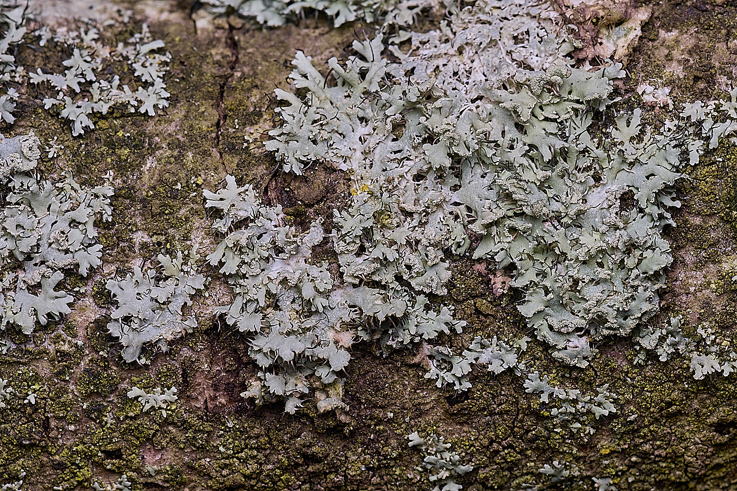 SalthouseHeathPhysciaadscendens310326-1