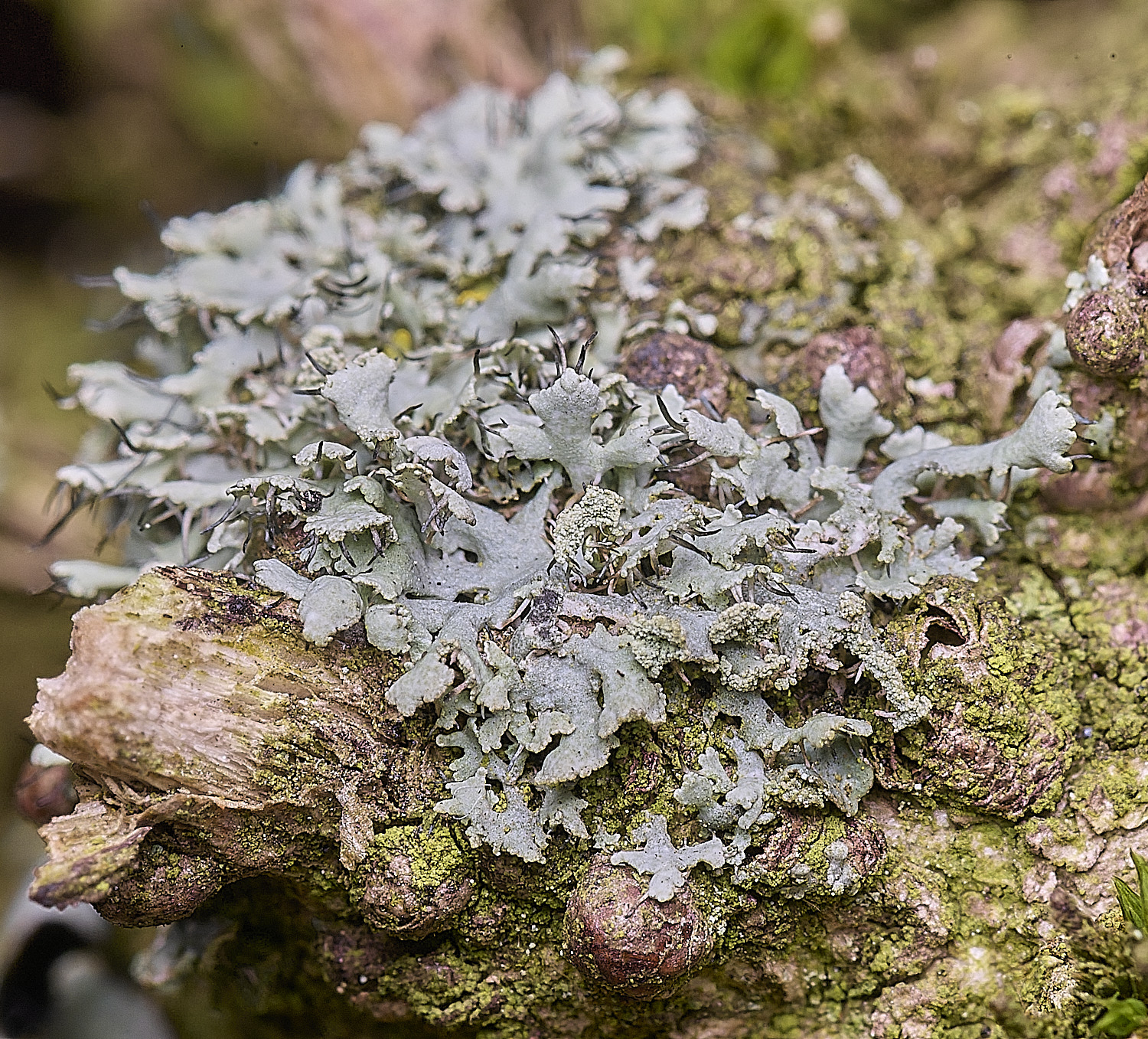 SalthouseHeathPhysciaadscendens310326-2