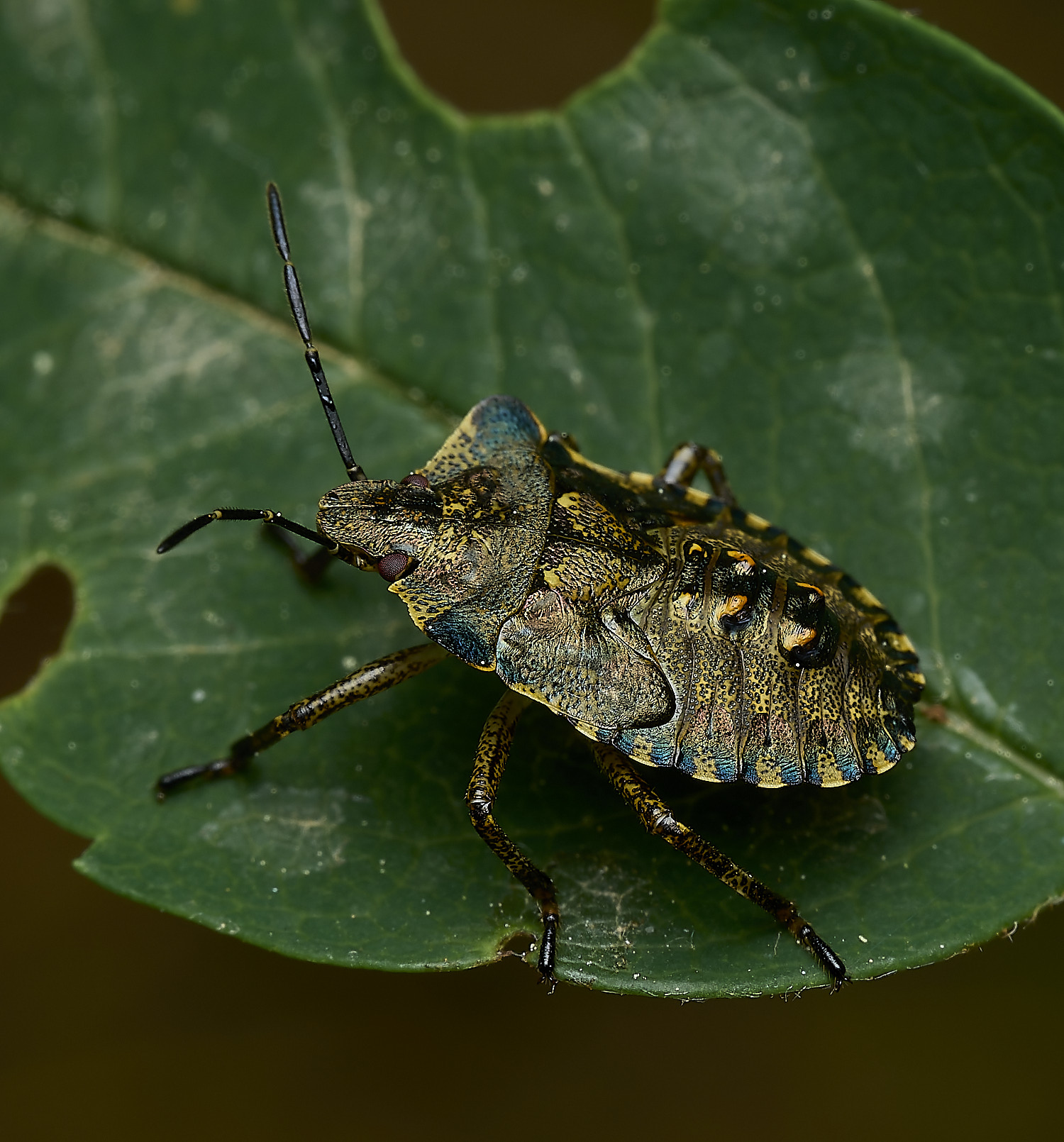 SalthouseHeathShieldBug270526-1
