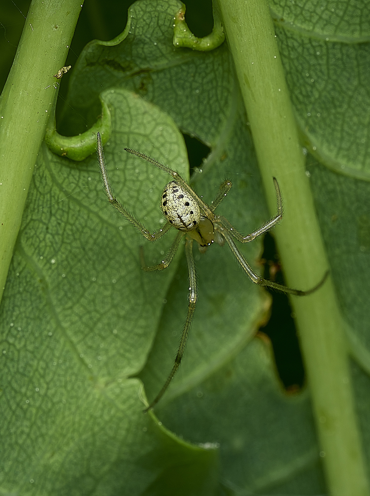 SalthouseHeathSpider2270526-1