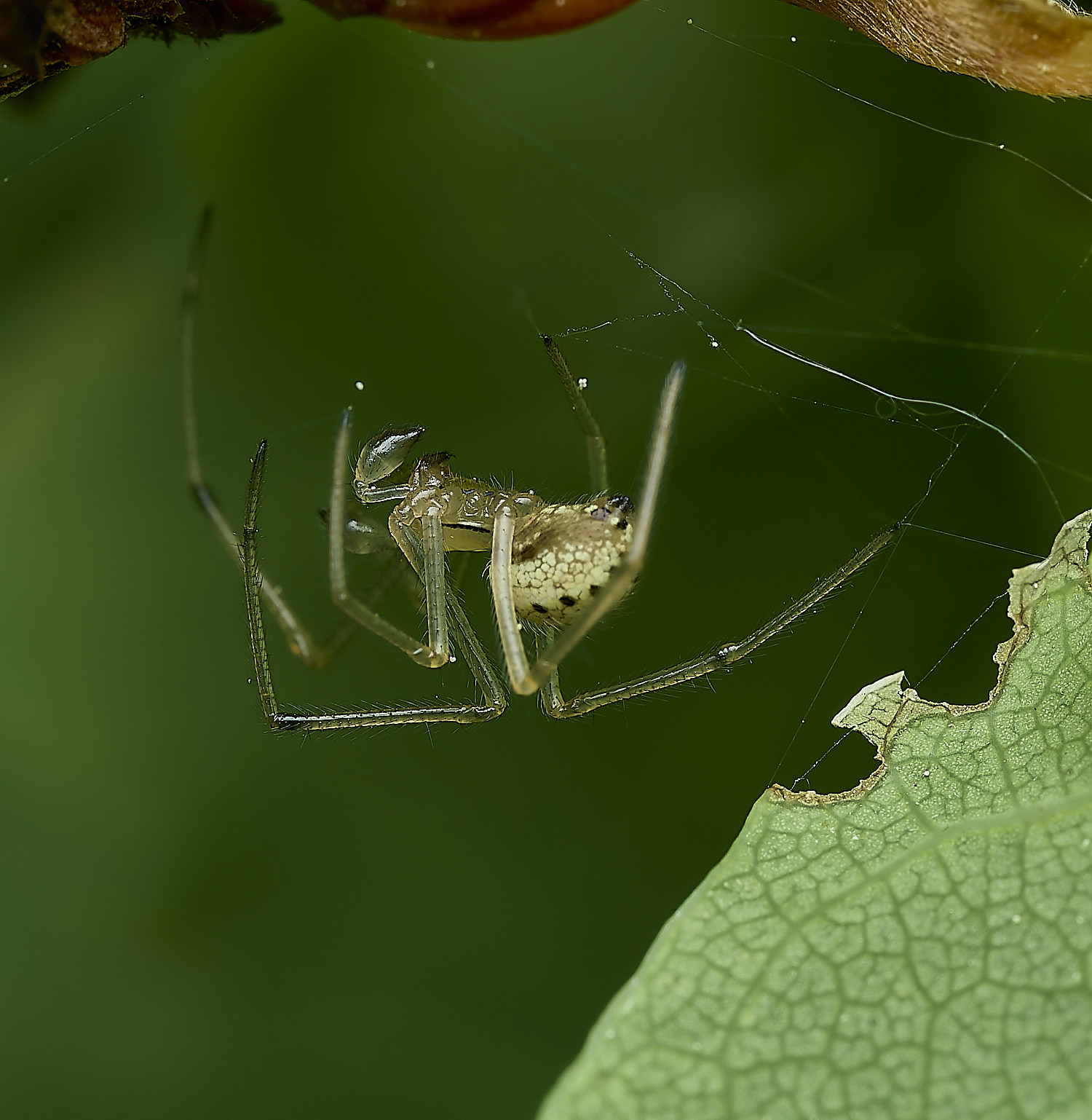 SalthouseHeathSpider2270526-2