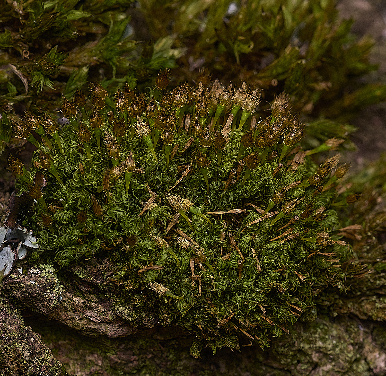 SalthouseHeathUlottacrispa310326-1