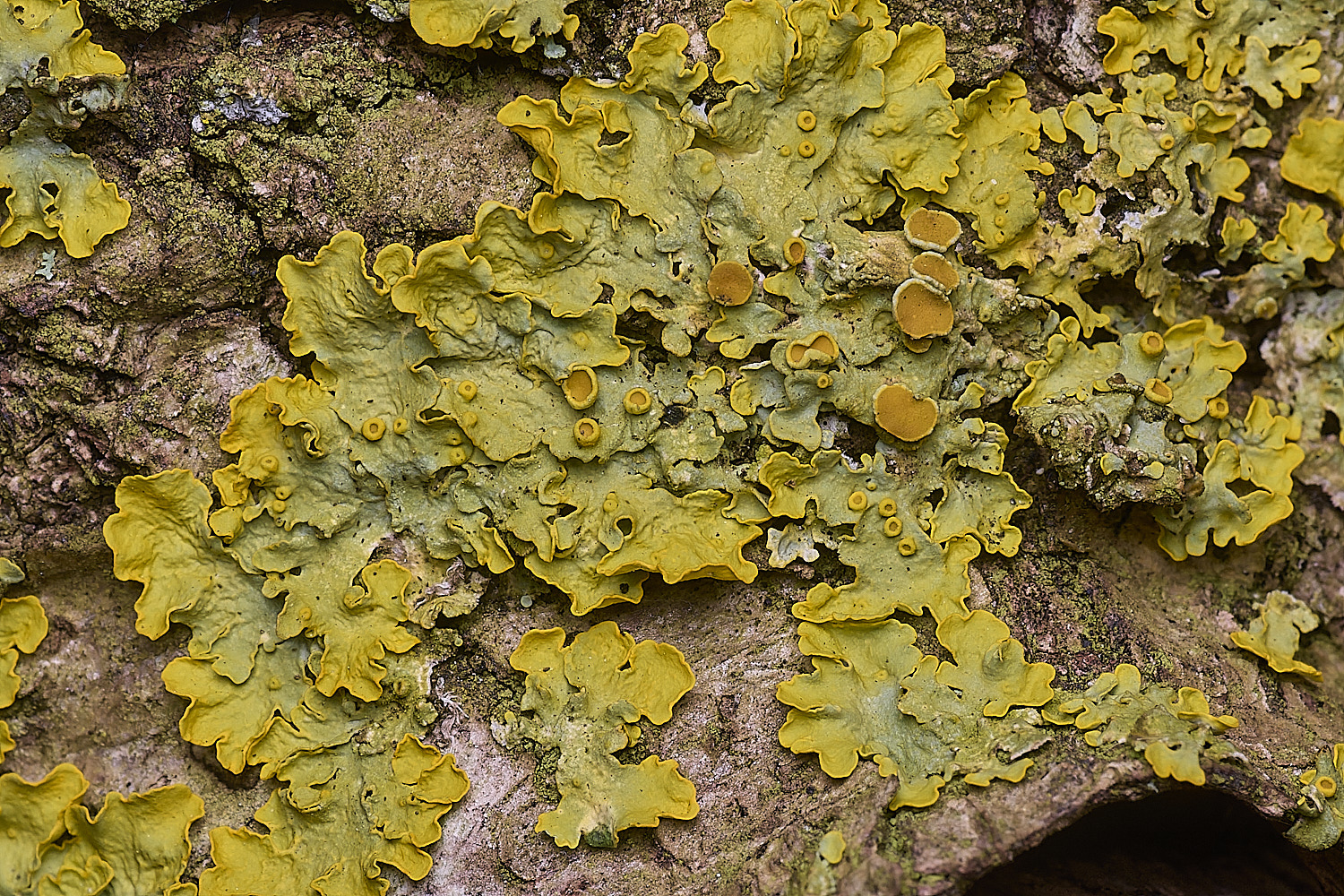 SalthouseHeathXanthoriaparietina310326-2