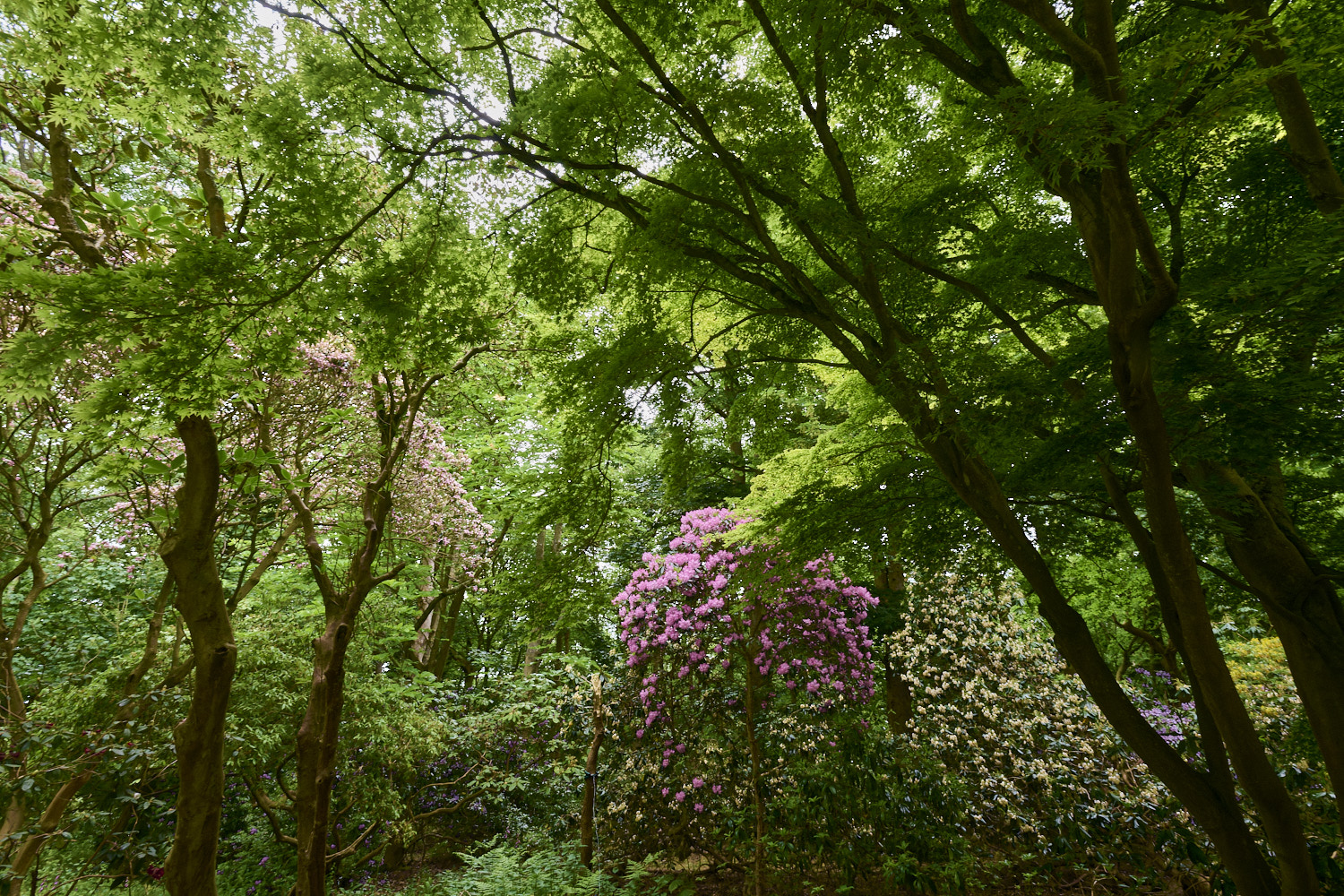 SheringhamPark290526-2