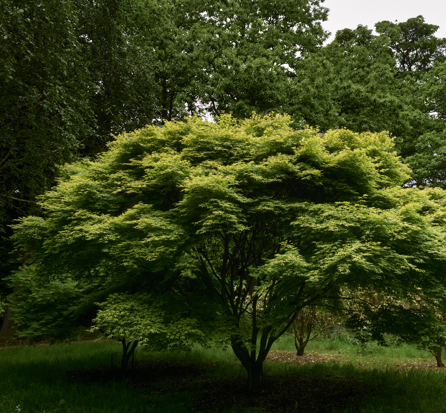 SheringhamParkAcerSp2290526-1