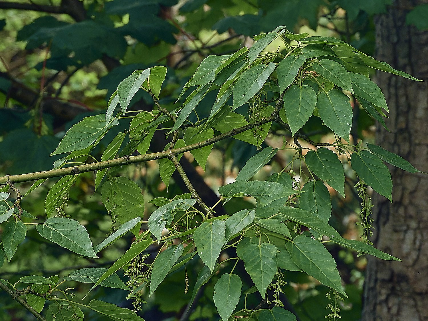 SheringhamParkAcerSp290526-1
