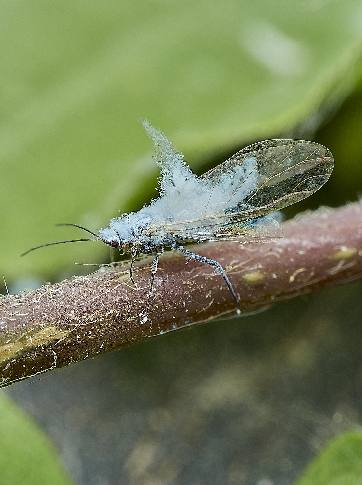 SheringhamParkBeechAphid290526-1