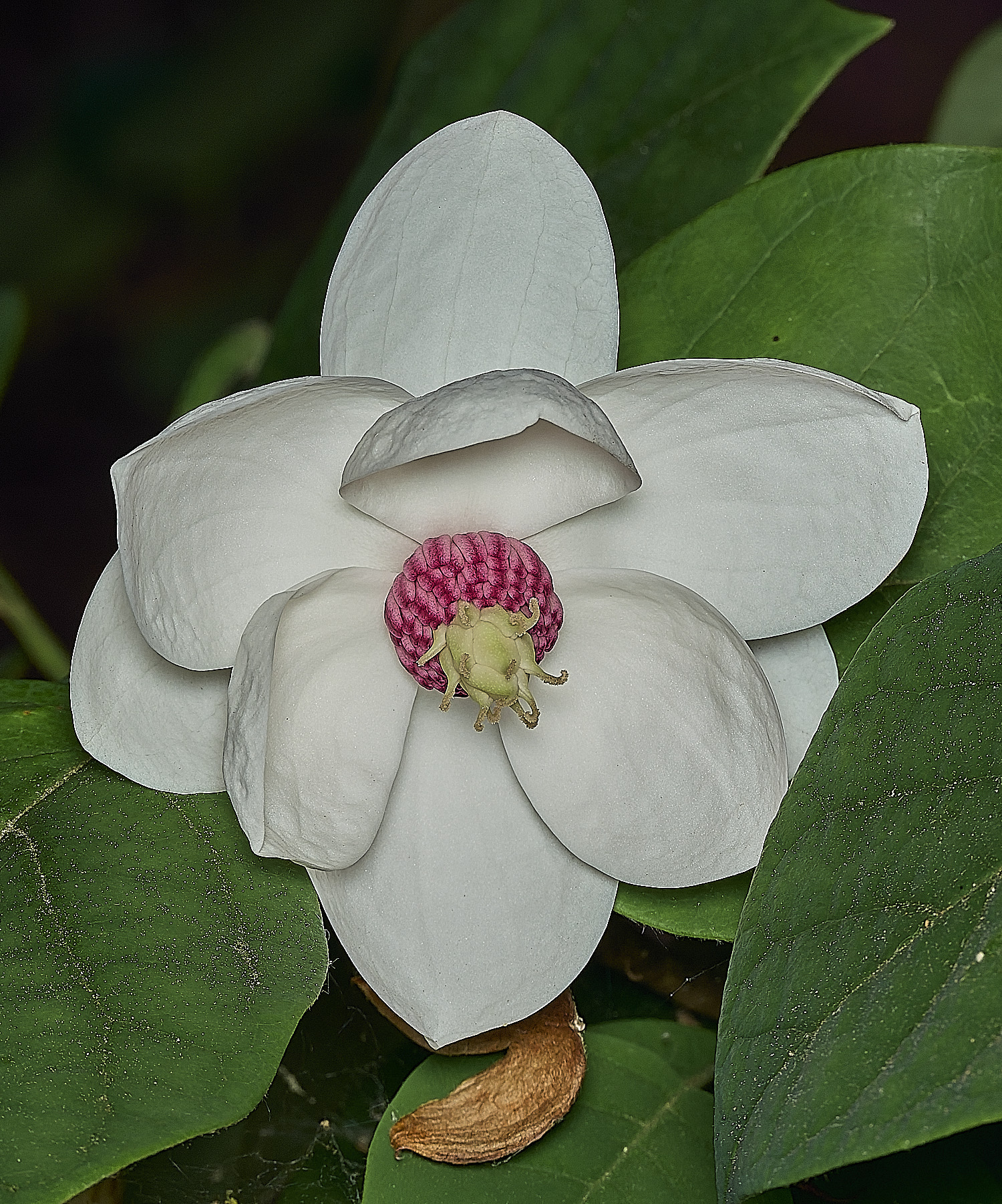SheringhamParkMagnolia290526-1