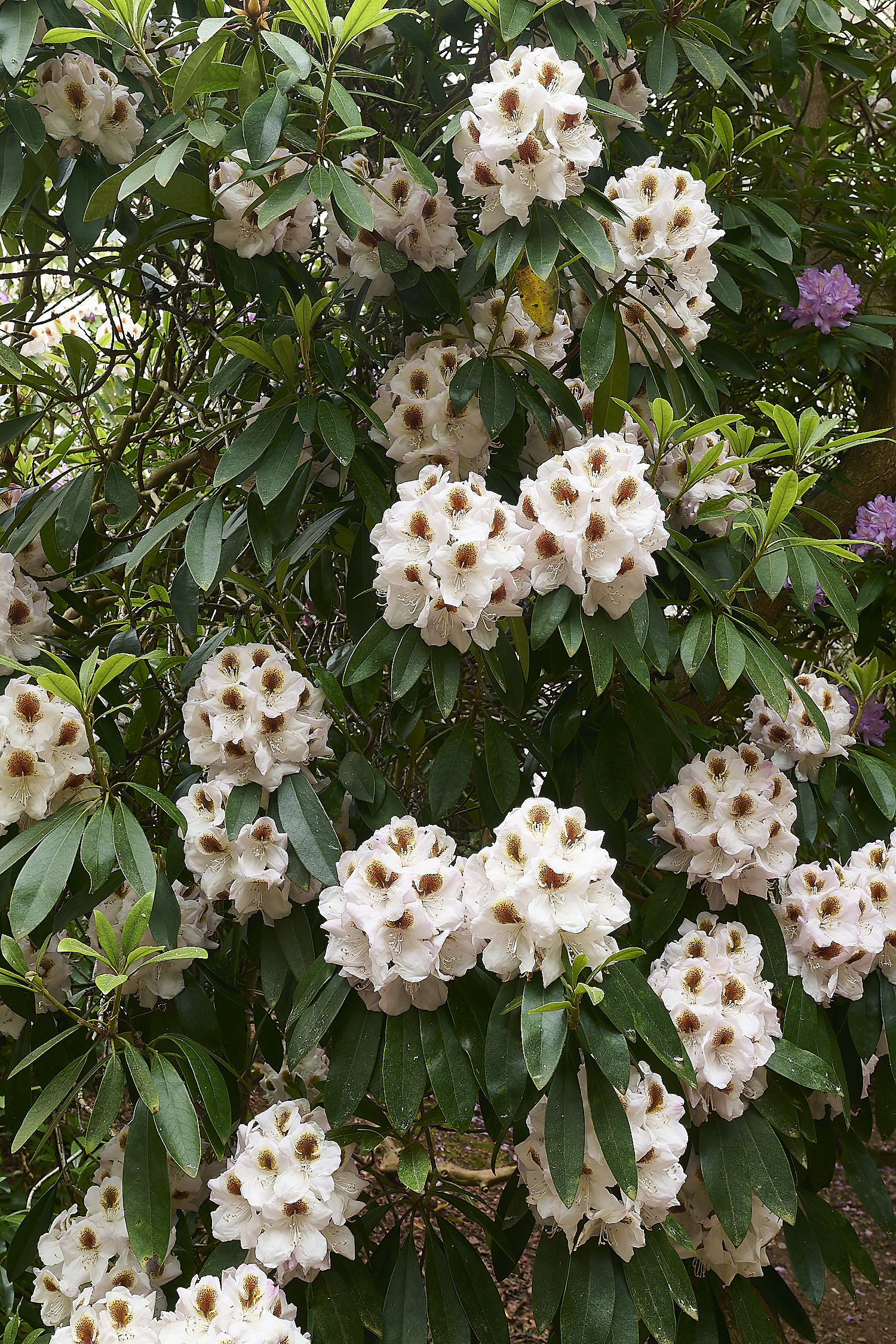 SheringhamParkRhododendron4290526-3