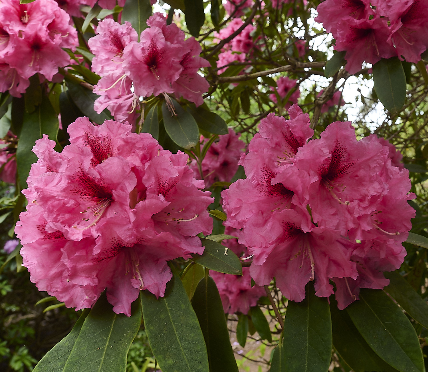 SheringhamParkRhododendron5290526-1