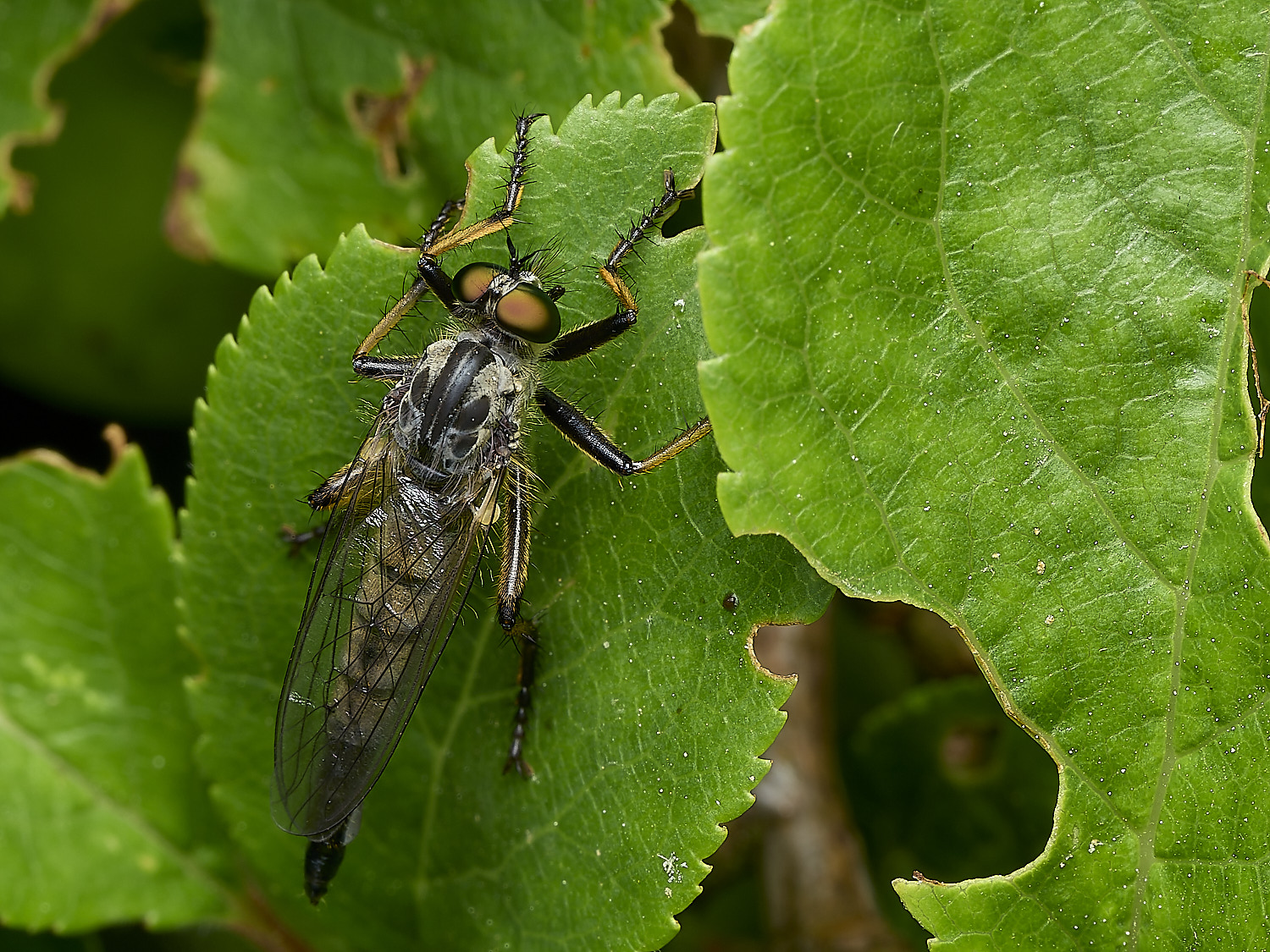 SheringhamParkRobberfly290526-1