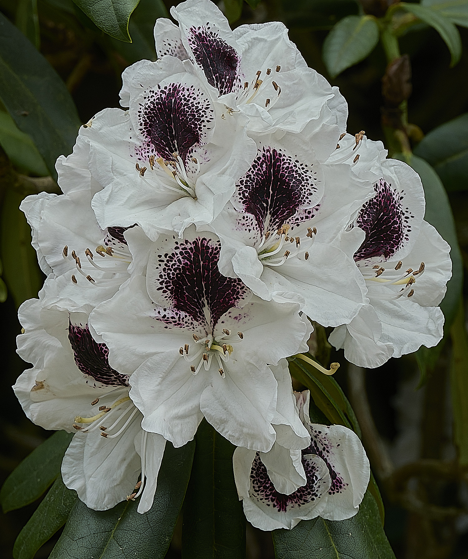 SheringhamRhododendronSp2290526-1