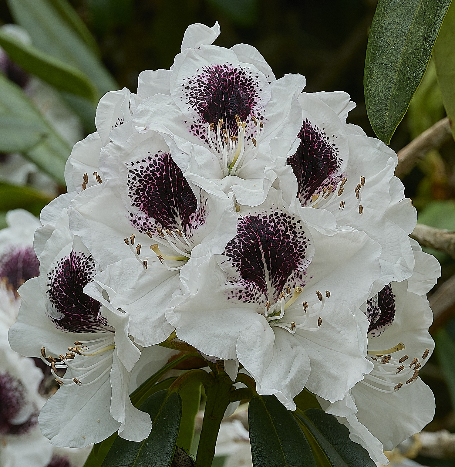 SheringhamRhododendronSp2290526-2