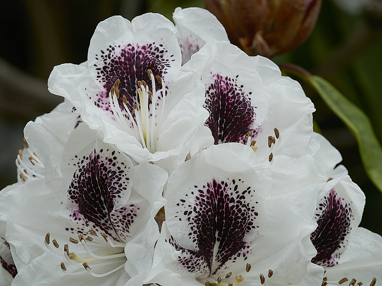 SheringhamRhododendronSp2290526-3