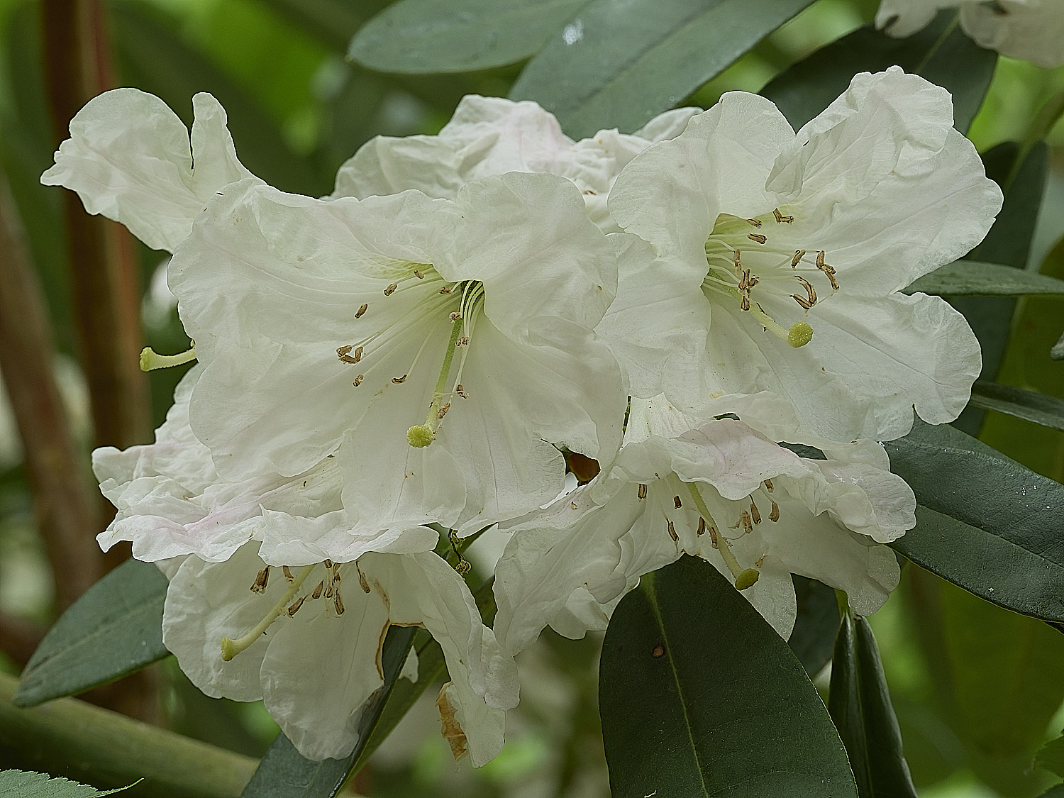SheringhamRhododendronSp290526-1