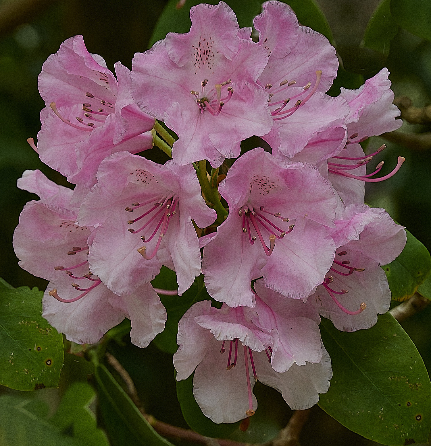 SheringhamRhododendronSp3290526-1
