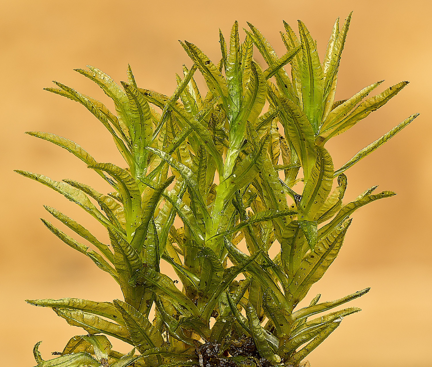 SotsholeBroadAtrichumundulatum300426-1 1