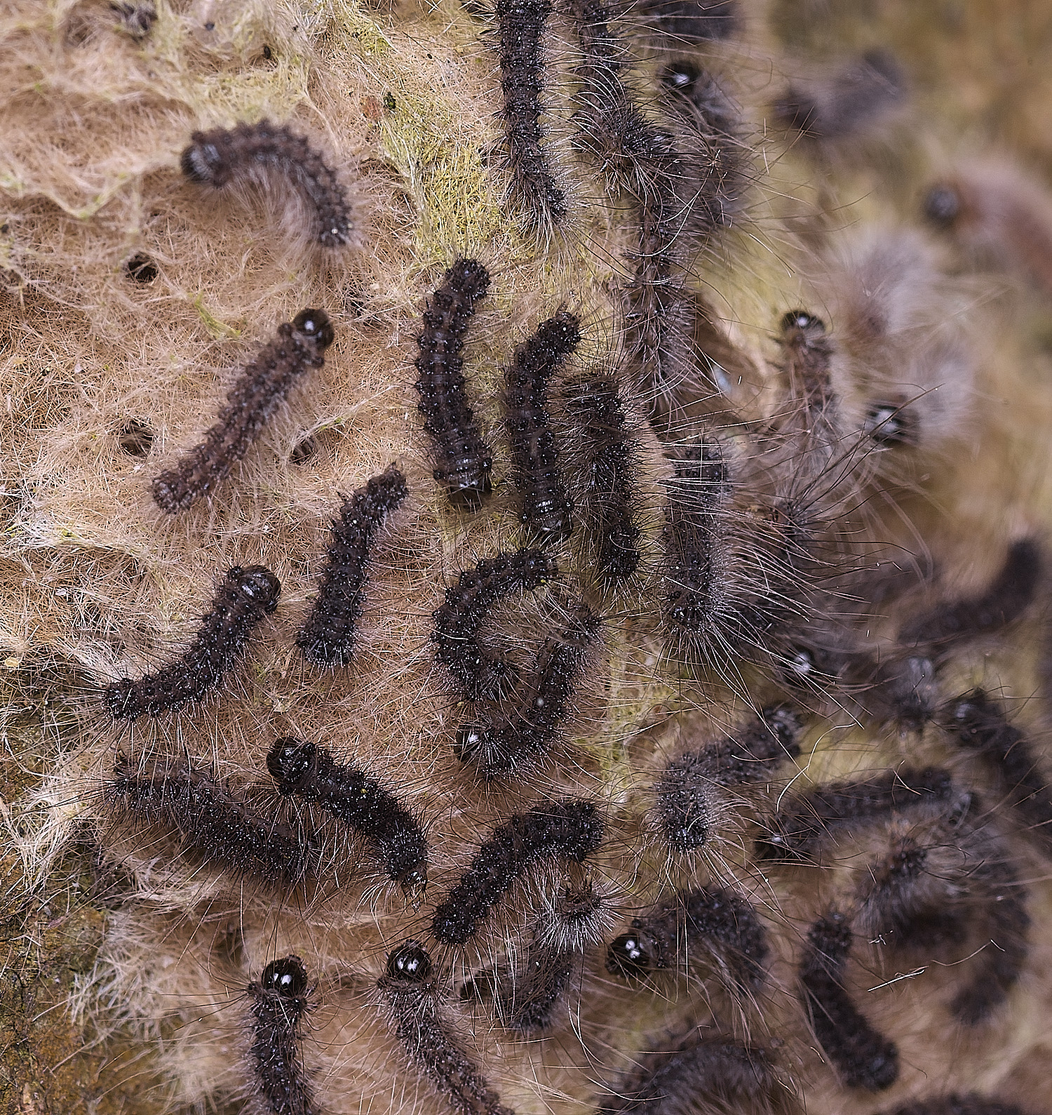SotsholeBroadCaterpillars300426-1