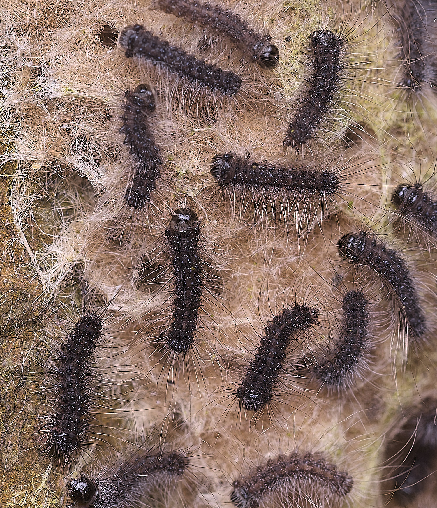 SotsholeBroadCaterpillars300426-2