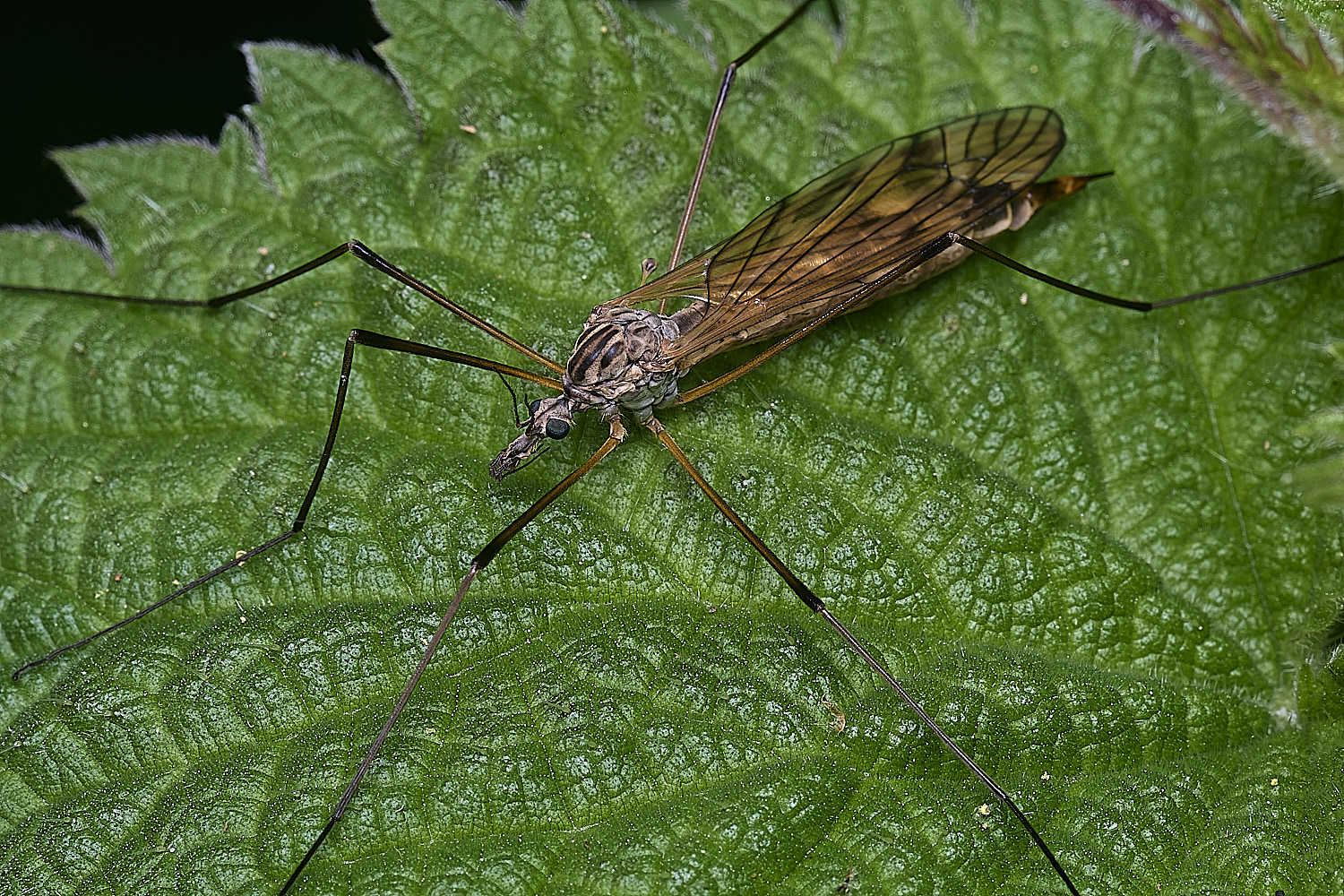 SotsholeBroadCraneFlySp300426-1