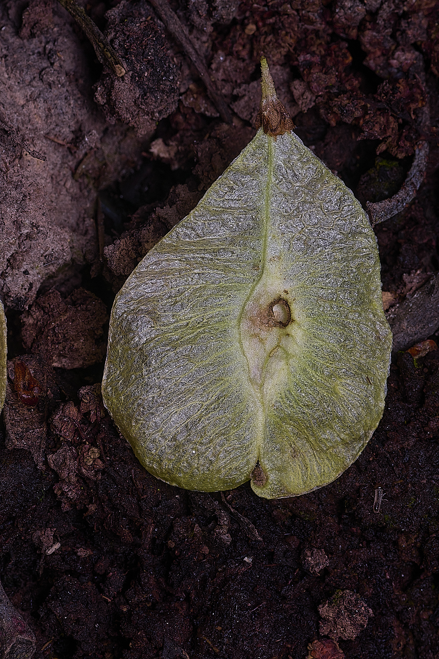 SotsholeBroadElmSeed300426-1