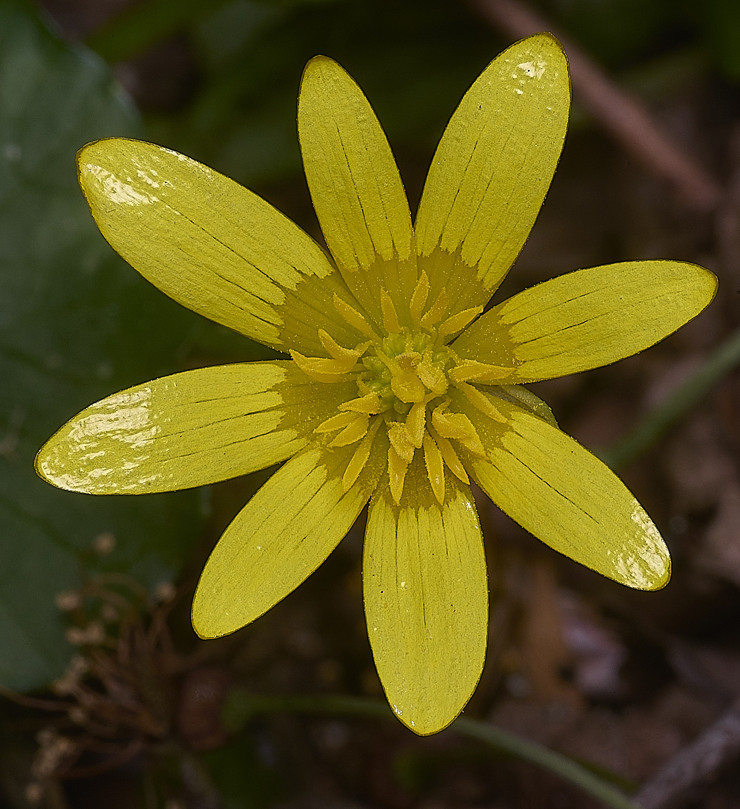 SotsholeBroadFicaria300426-1