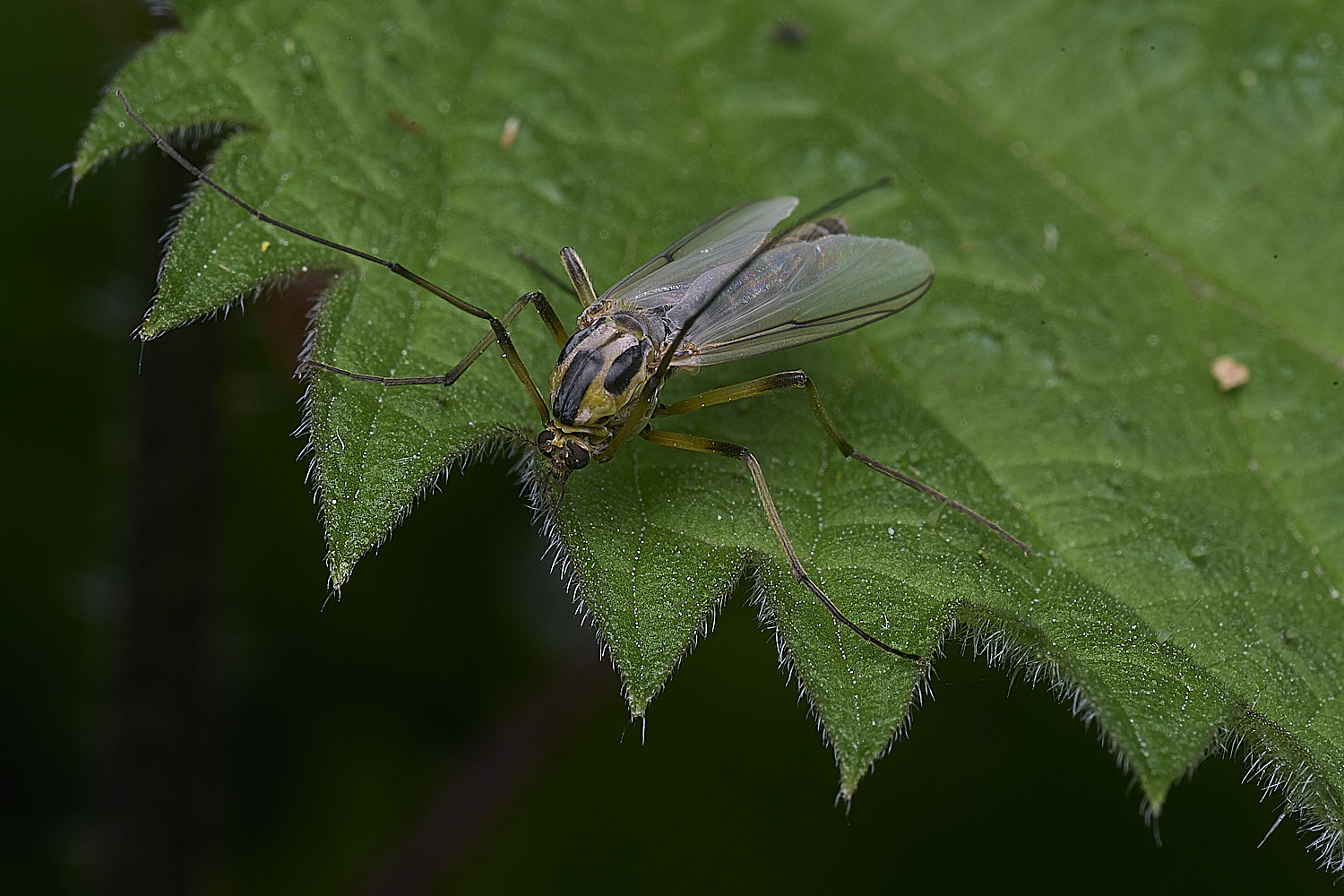 SotsholeBroadFlySp300426-4