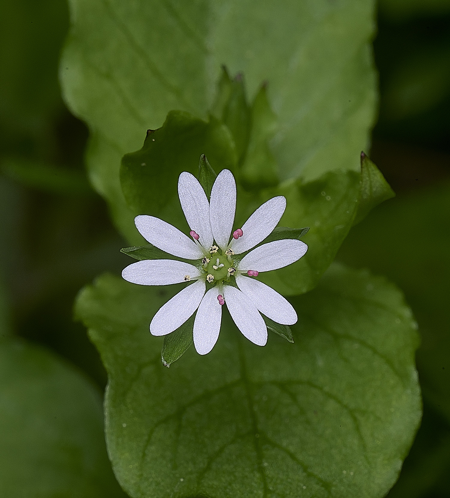 SotsholeBroadGreaterChickweed300426-1