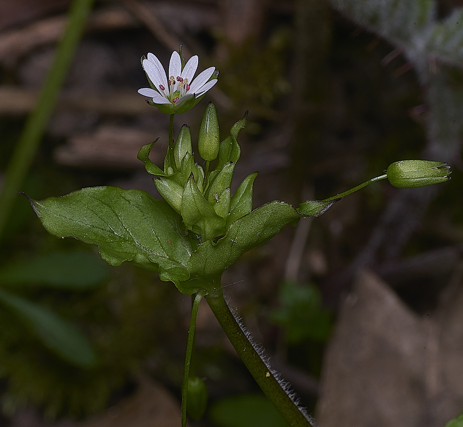 SotsholeBroadGreaterChickweed300426-2