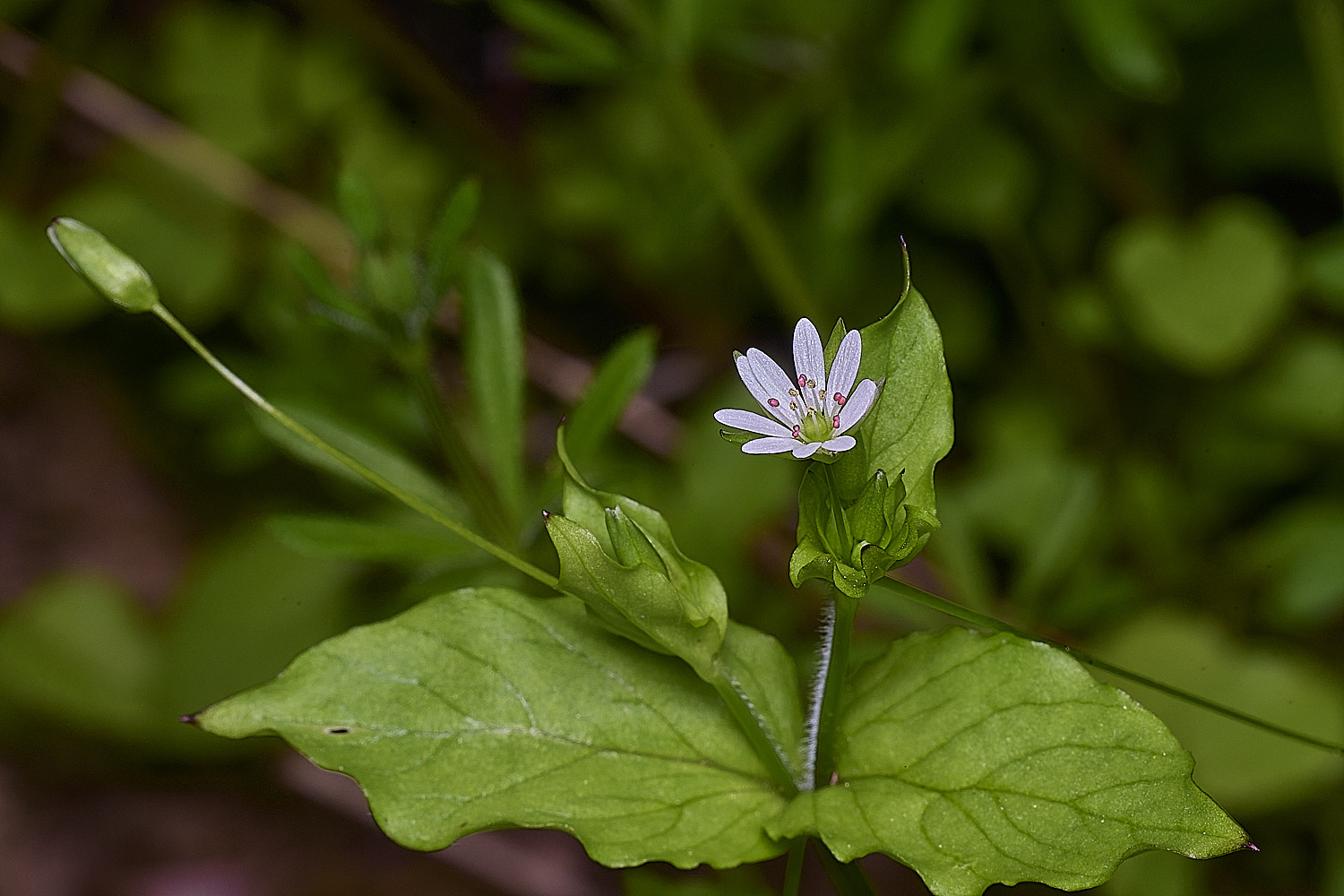 SotsholeBroadGreaterChickweed300426-6