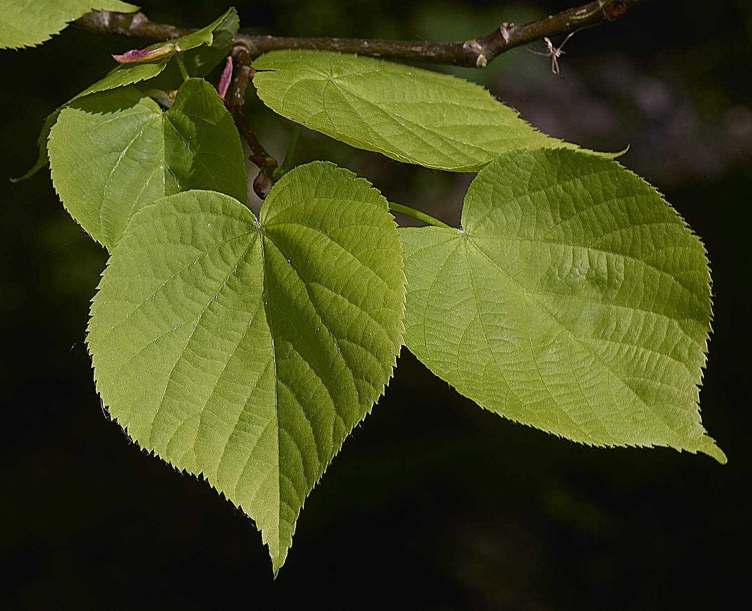 SotsholeBroadLime300426-2