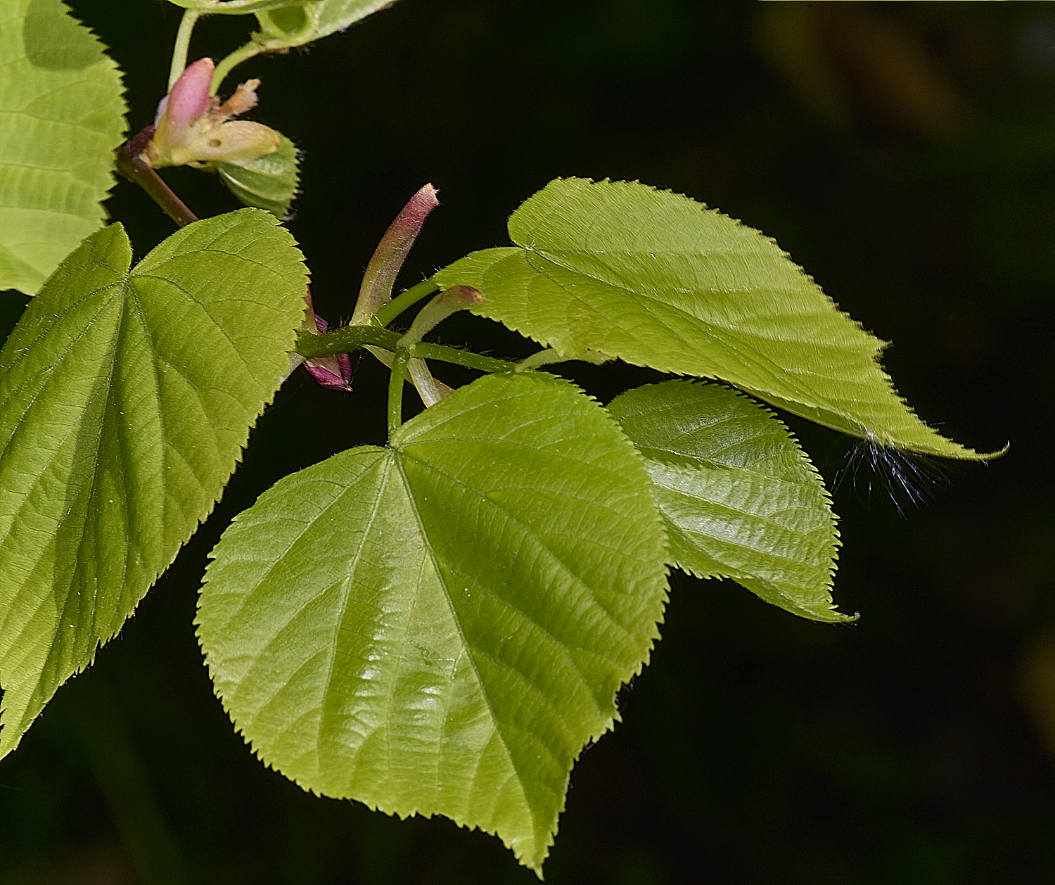 SotsholeBroadLime300426-3