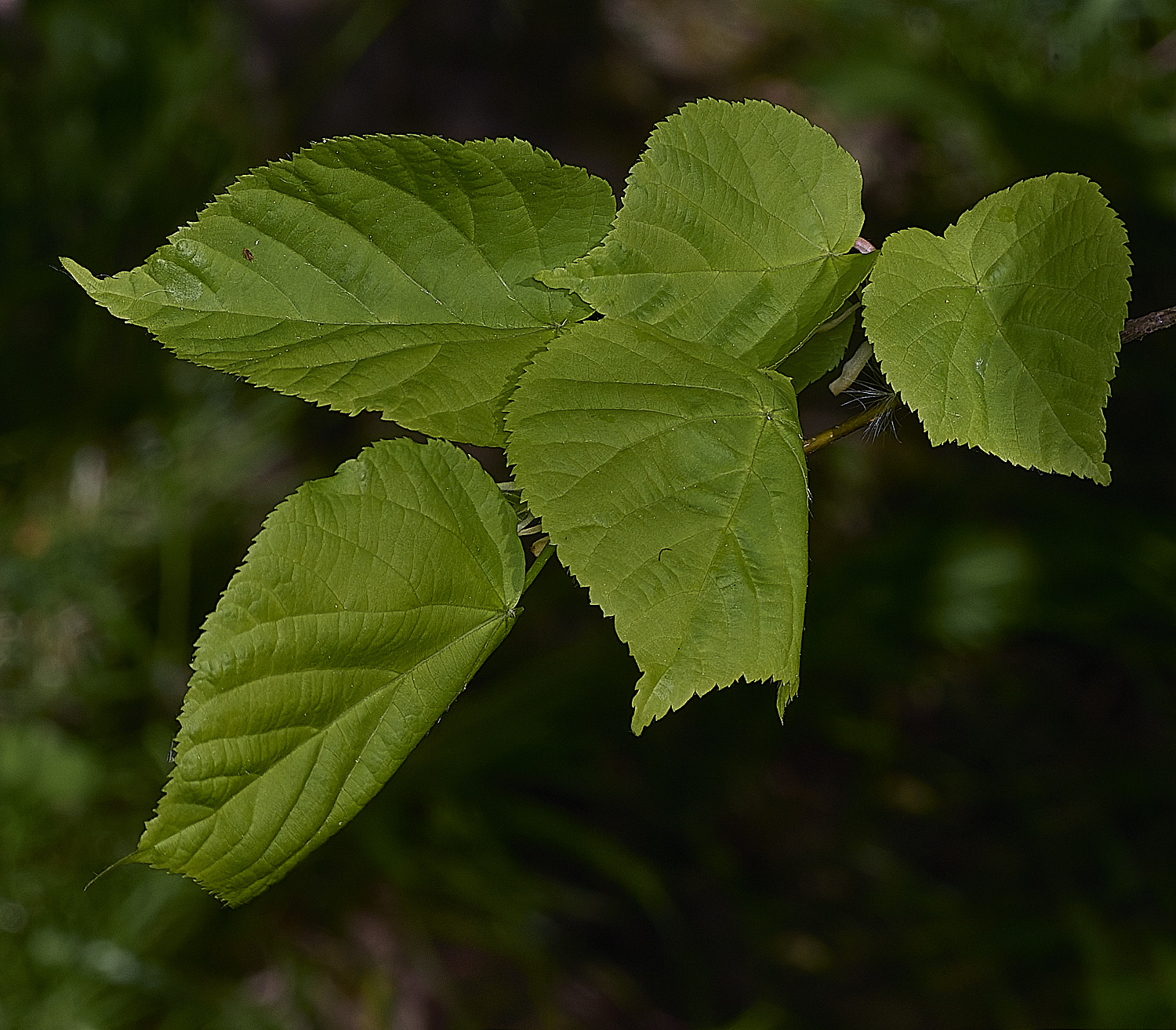 SotsholeBroadLime300426-5
