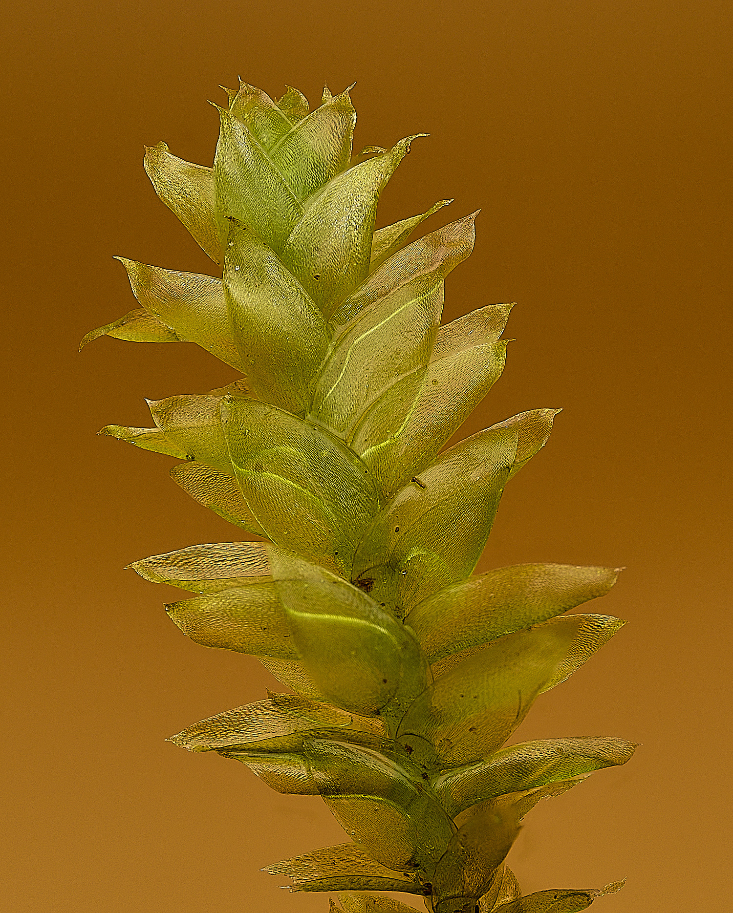 SotsholeBroadPalgiothecium300426-7 1