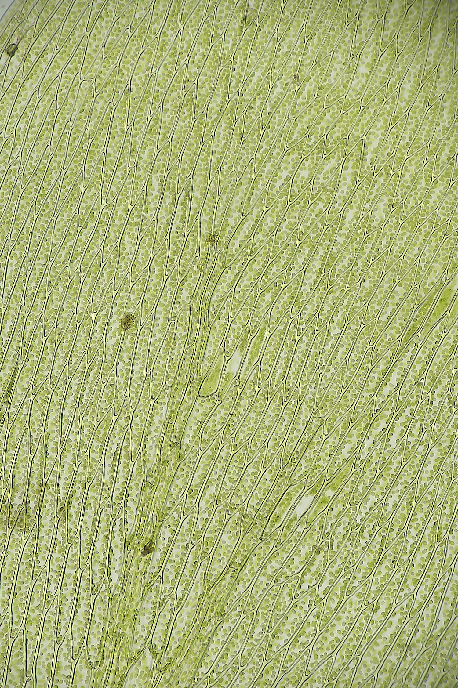 SotsholeBroadPlagiothecium300426-1
