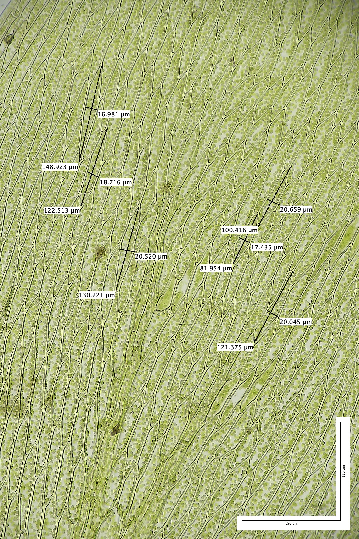 SotsholeBroadPlagiothecium300426-1M