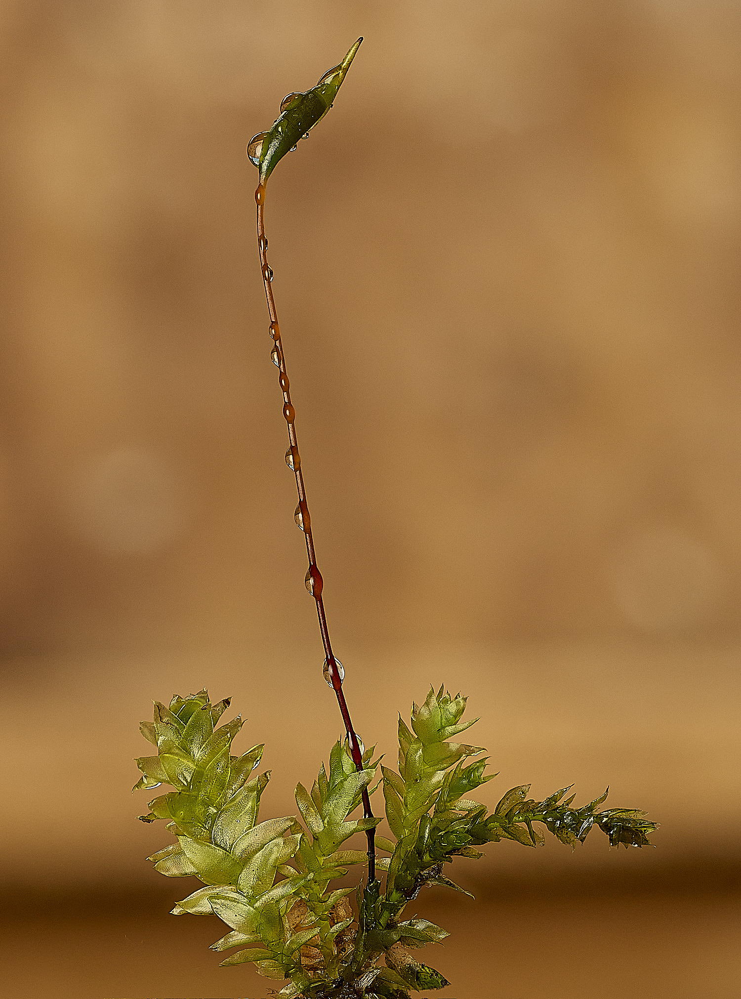 SotsholeBroadPlagiothecium300426-5 1