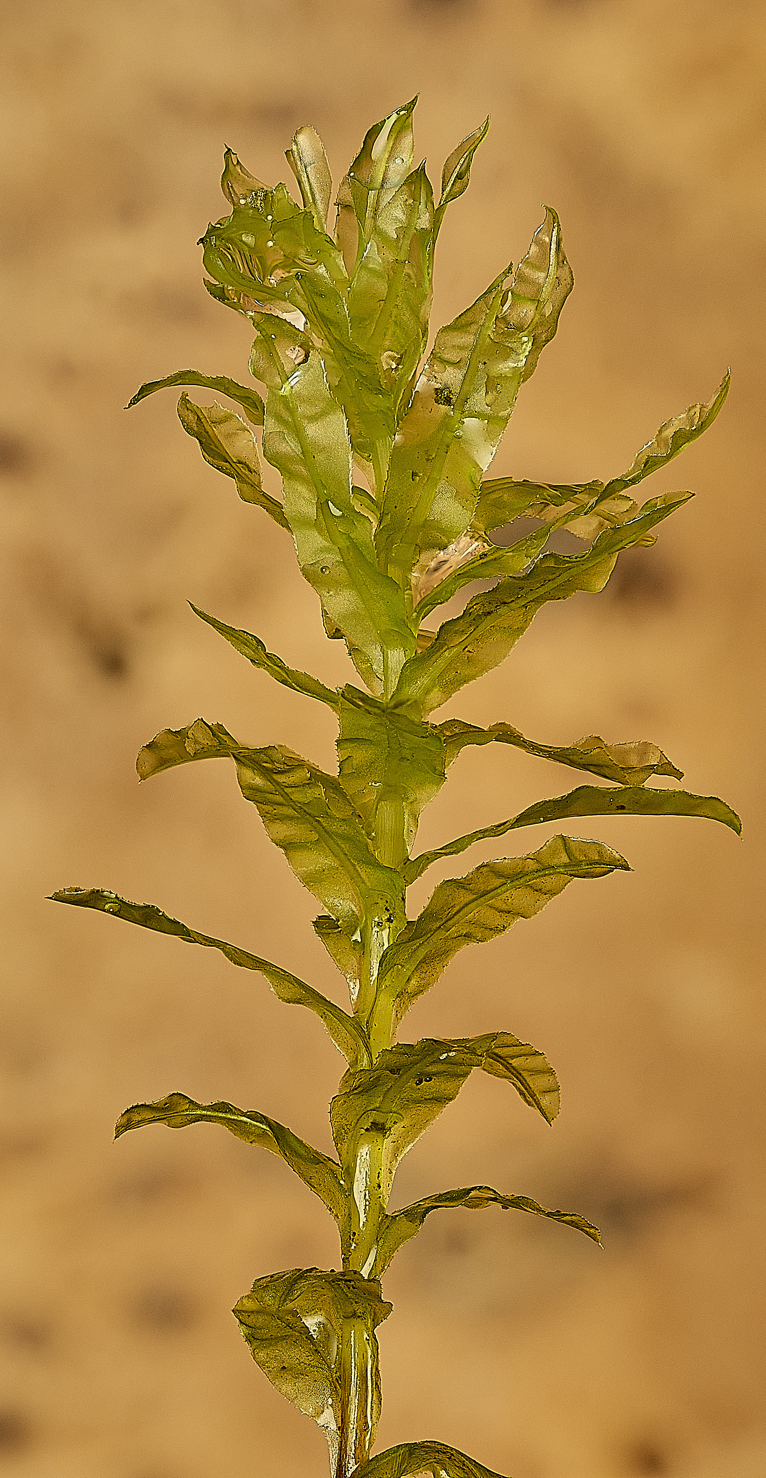 SotsholeBroadPundulatum300426-1