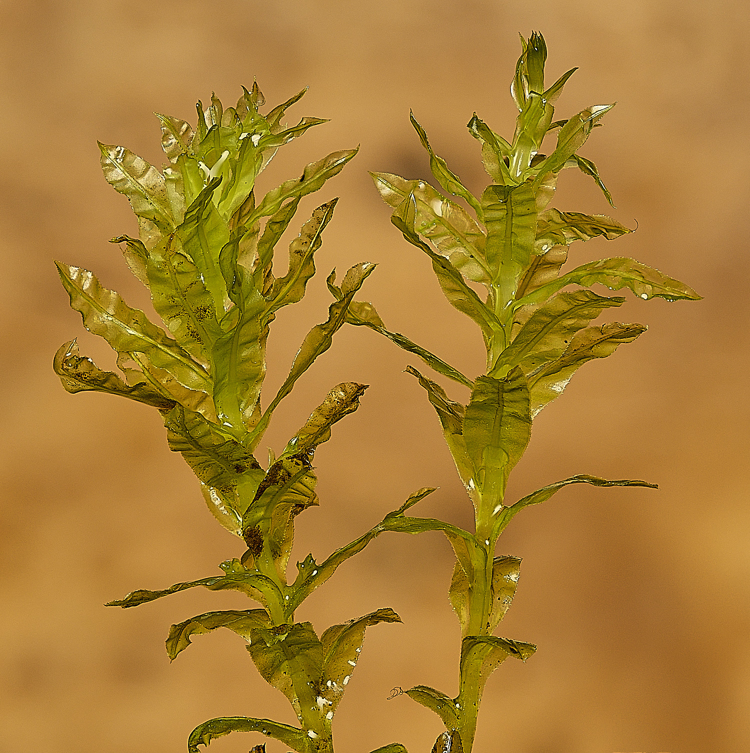SotsholeBroadPundulatum300426-2