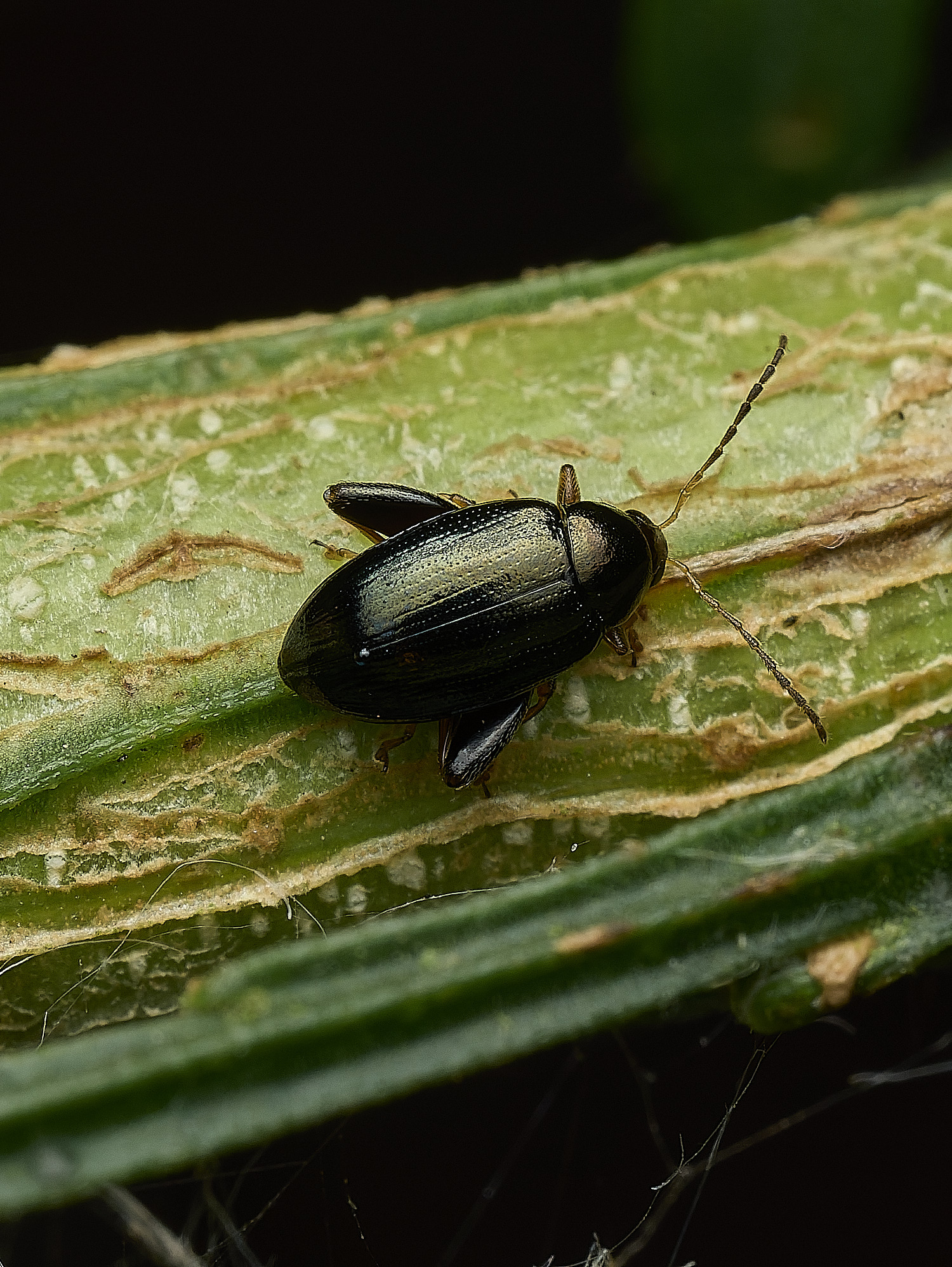 SouthreppsCommonBeetleSp090726-1