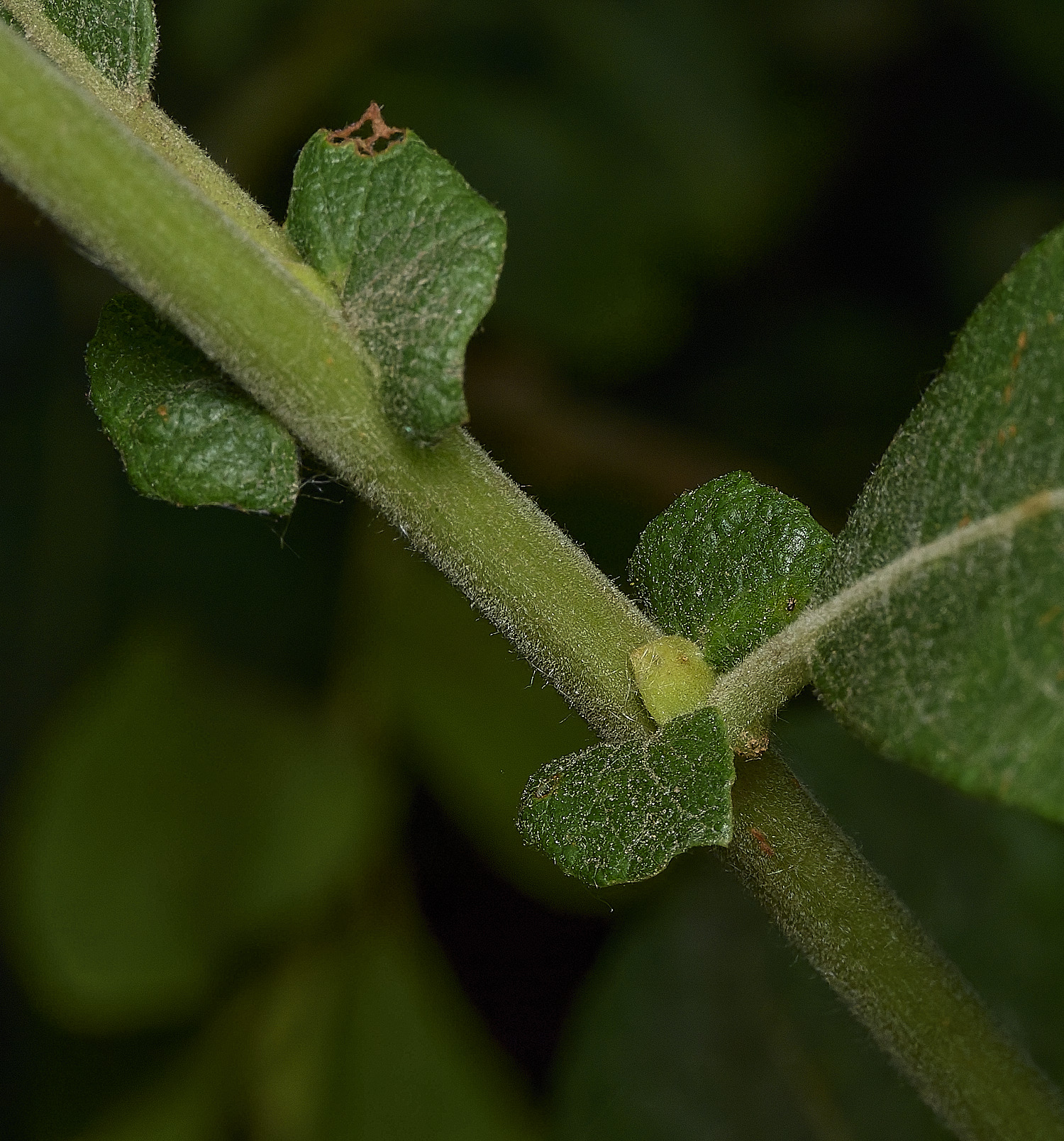 SouthreppsCommonEars090726-1