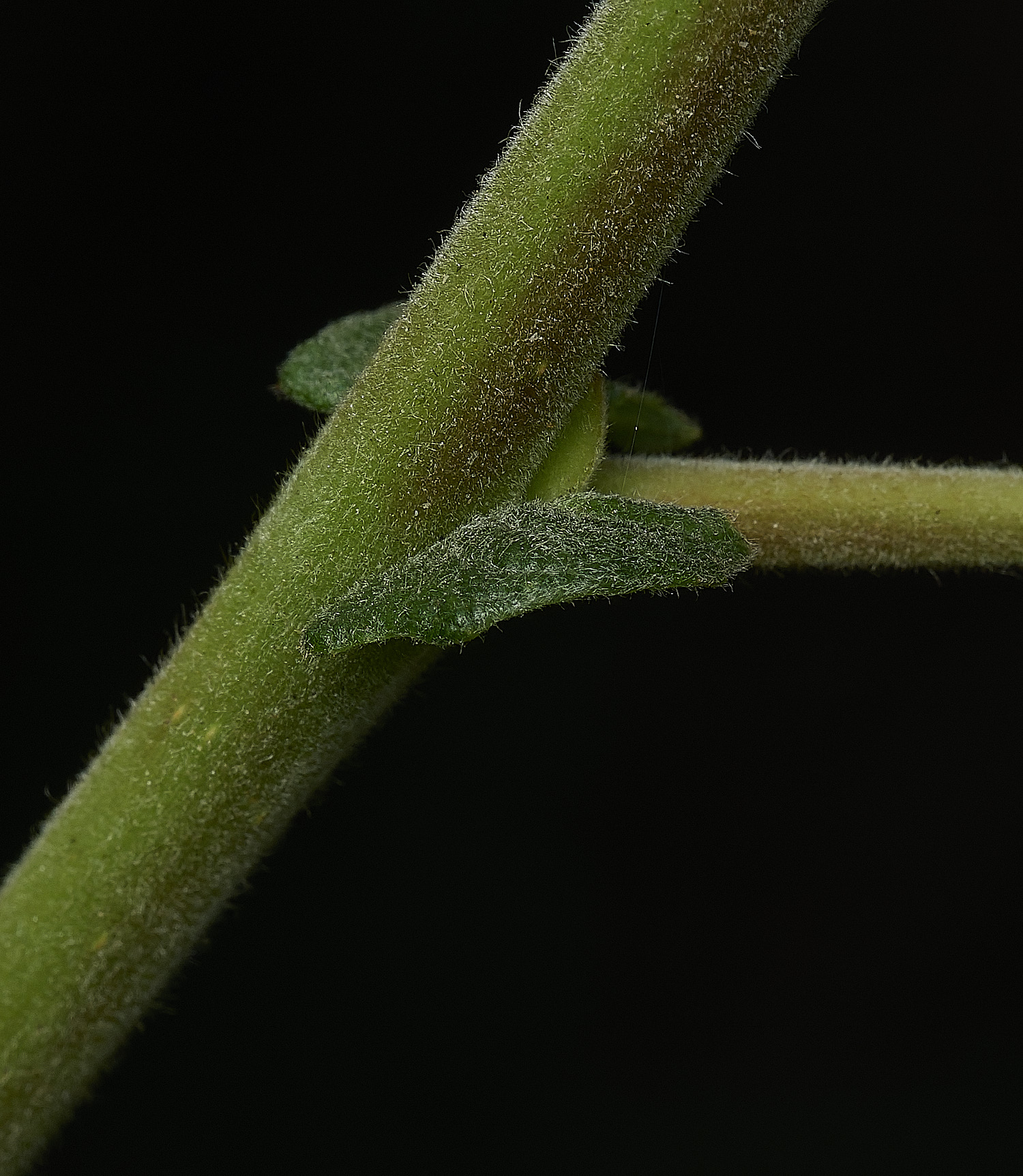 SouthreppsCommonEars090726-3
