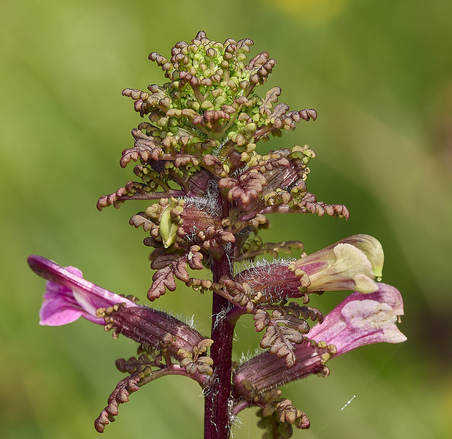 SouthreppsCommonMarshLousewort090726-1